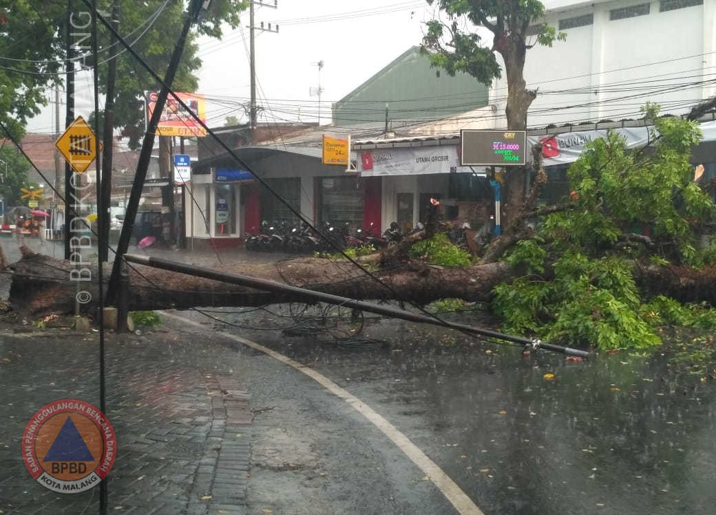 ANGIN KENCANG TUMBANGKAN POHON DI BEBERAPA TITIK KOTA MALANG Badan