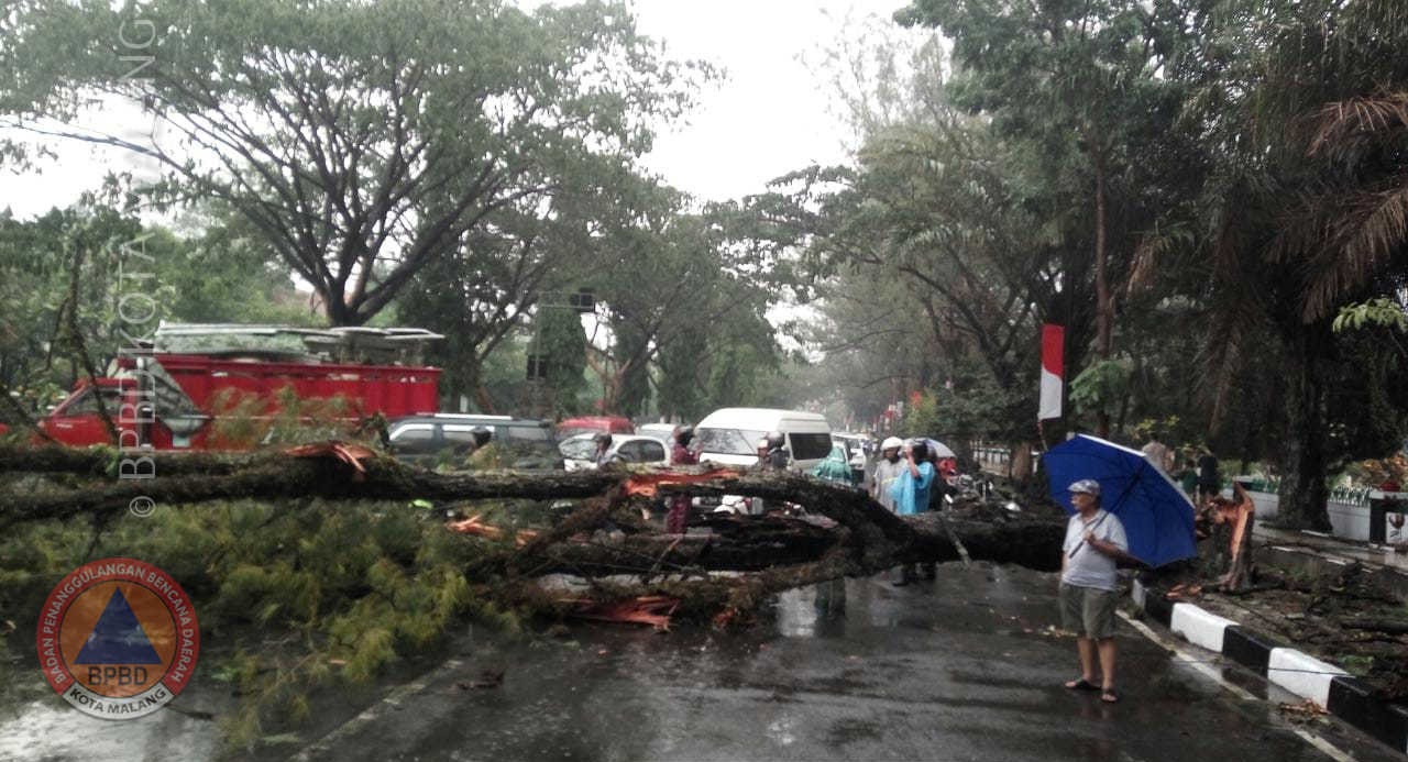 ANGIN KENCANG TUMBANGKAN POHON DI BEBERAPA TITIK KOTA MALANG - Badan ...