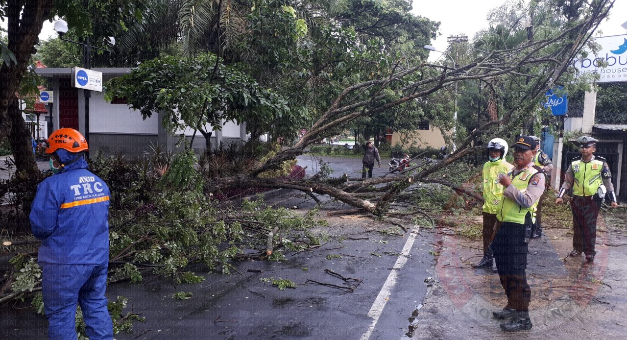 LAGI POHON  TREMBESI  TUMBANG DI JALAN MERBABU